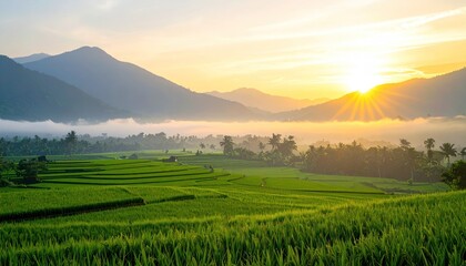 Sunrise over lush green rice terraces with mist below mountains; golden light