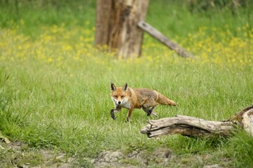 An adult Fox trotting round a fallen tree in a buttercup filled meadow.
