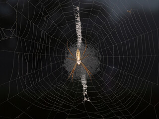 The Hunter Waiting at the Center