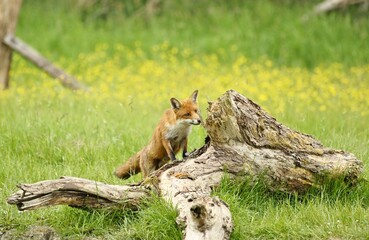 An adult vixen fox sniffing a fallen tree in a buttercup filled meadow.