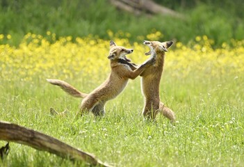 Two fox cubs play fighting in a meadow full of buttercup flowers.