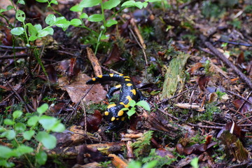 lizard in the forest