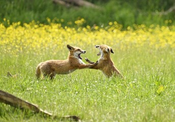 Two fox cubs play fighting in a meadow full of buttercup flowers.
