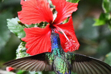 Hummingbird in its natural habitat feeding on flower