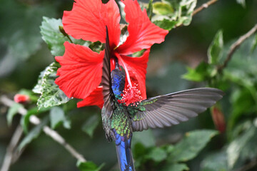 Hummingbird in its natural habitat feeding on flower