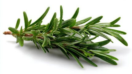 Fototapeta premium Realistic set of rosemary branches isolated on white background. Vector illustration of evergreen plant with fragrant leaves. Culinary ingredient in traditional mediterranean cuisine, food seasoning