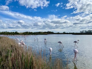 Flamingo Paradise at Camargue Park, France 