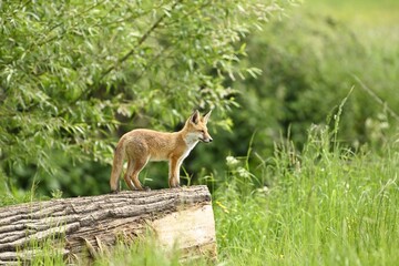A young Fox Cub exploring a fallen tree.