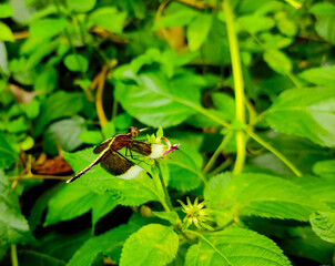 Male Black Pied Paddy Skimmer Dragonfly Resting on a Vibrant Green Leaf Amidst a Flourishing Garden