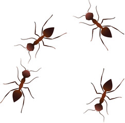 Harmless Ants Line Illustration Isolated on White Background.eps