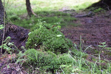 moss on the ground