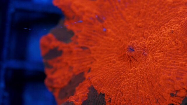 Macro shot of Candy Crush Discosoma coral under actinic lighting, displaying deep red-orange coloration with dark irregular patches across its smooth textured polyp surface in reef aquarium