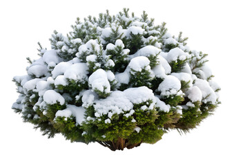 snow covered bush clipart png image on transparent background