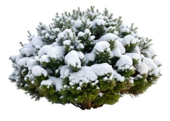 snow covered bush clipart png image on transparent background