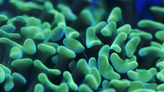 Macro shot of Euphyllia ancora coral under actinic lighting, showing teal-green tips and dark green polyps with gentle motion and detailed fleshy tentacle structure
