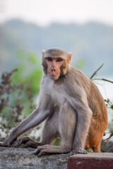Rhesus macaque in the outdoor. Common Indian monkey. Adult Macaque.