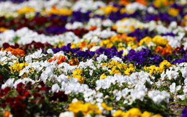 garden pansy (viola wittrockiana)