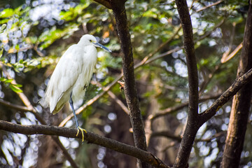 Snowy Egret or White Heron resting in the nature. Beautiful bird, Egretta thula.