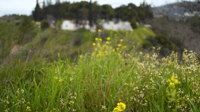 Small christian orthodox cemetery revealed behind green field with daises , tilt up shot 4K