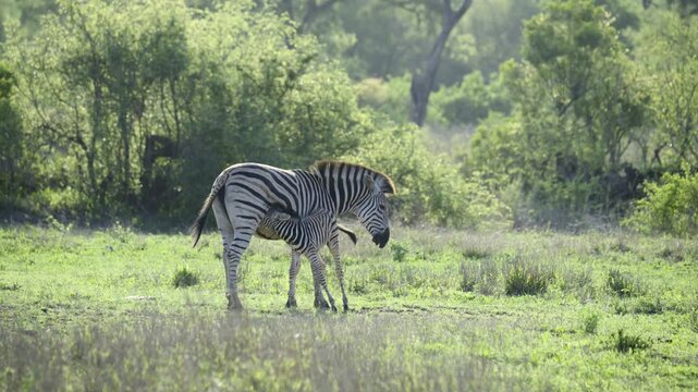 Plains Zebra (Equus quagga burchellii ) female biting at her foals leg while suckling, Kruger National Park, South-Africa.