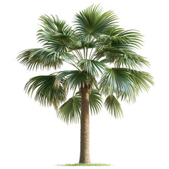 Obraz premium Isolated palm tree cutout illustration on white background on transparent background