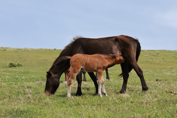 Obraz premium 都井岬で暮らす野生の馬の親子