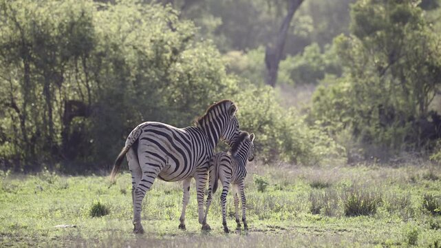 Plains Zebra (Equus quagga burchellii ) female with foal playing with her, Kruger National Park, South-Africa.