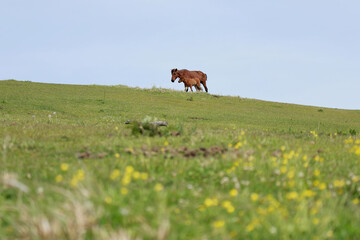 都井岬で暮らす野生の馬の親子