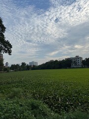 green field and blue sky