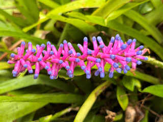 close up of pink flower growing on Aechmea Gamosepala, Aechmea Gamosepala plant outdoors in the...