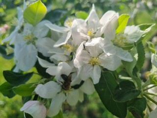 large white and pink spring flowers and buds of apple trees and a bee, a wasp