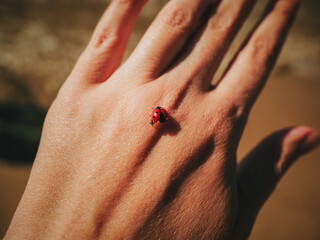 Ladybug sitting on a woman's hand