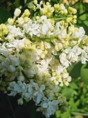spring flowering branch of white full lilac