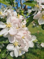 large white and pink spring flowers and buds of an apple tree on a branch