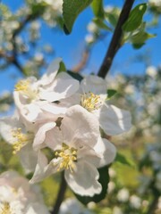 large white and pink spring flowers and buds of an apple tree on a branch