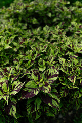 Vibrant Green and Purple Foliage of Decorative Garden Plants in Close View