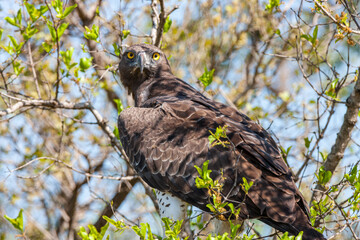 South Africa, Kruger National Park, Martial Eagle (Polemaetus bellicosus)