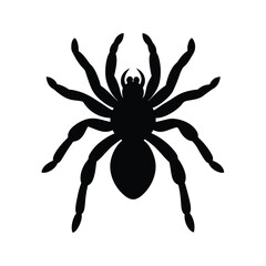 Obraz premium Silhouette of a detailed black spider on a clean white background for various design applications