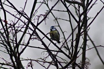 Blue tit on bare branches in winter