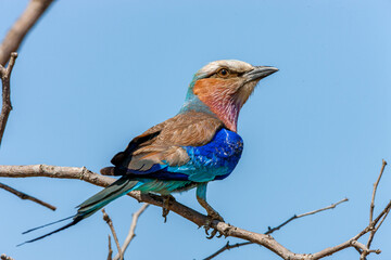 South Africa, Kruger National Park, Lilac-breasted Roller (Coracias caudatus)