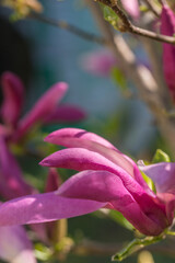 Beautiful pink magnolia in the garden