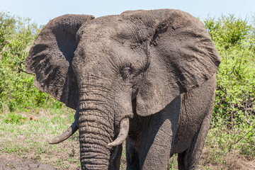 South Africa, Kruger National Park, African Elephant (Loxodonta africana)