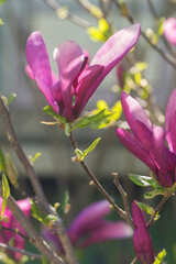 Beautiful pink magnolia in the garden