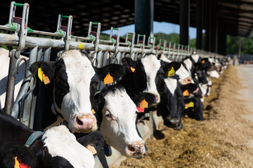 Cows eating hay in cowshed on dairy farm at summer day