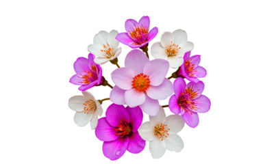 "Glory of the Snow
flowers in full bloom isolated on white background PNG, natural look"
