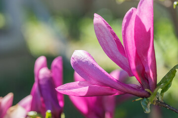 Beautiful pink magnolia in the garden