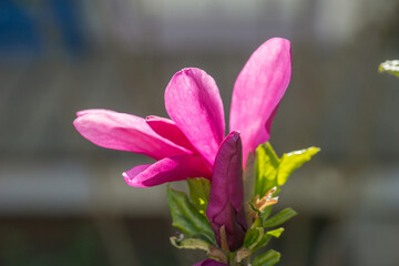 Beautiful pink magnolia in the garden