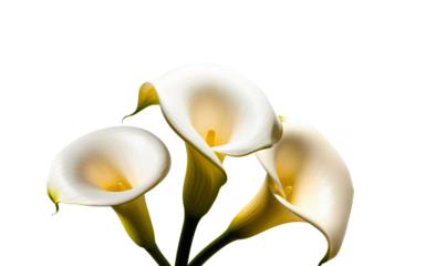 A single, elegant white Calla Lily with a subtle sheen, isolated on a pure white background, illuminated by soft, gentle shadows that accentuate its delicate curves and intricate shapes, creating a se