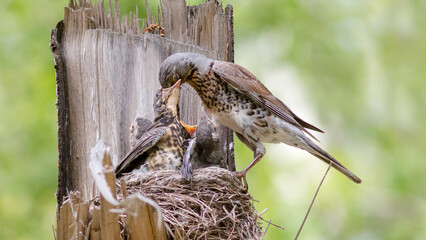 bird in the nest