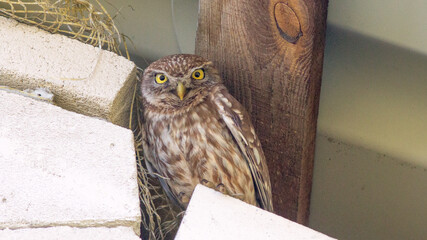 great horned owl